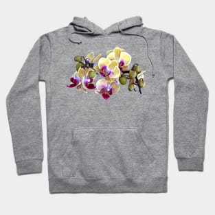 Pale Yellow and Magenta Phalaenopsis Orchids Hoodie